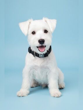 Black Adjustable Pet Collar Size Small